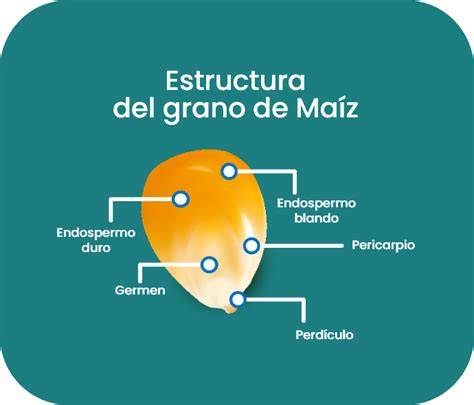Diagrama del grano de maíz para palomitas