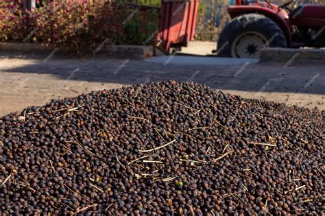 Proceso de secado de piñas al sol