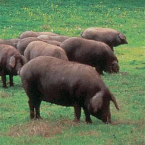 Mapa de la dispersión de la domesticación del cerdo