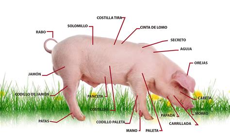 Anatomía general de un cerdo