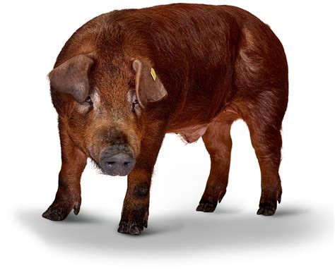Cerdo Duroc
