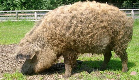 Cerdo Mangalica