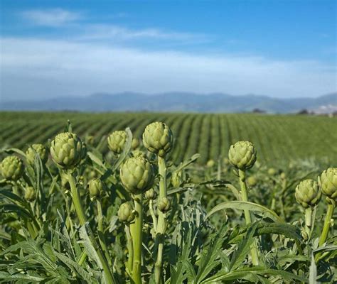 Temporada de cosecha de alcachofas en Andalucía