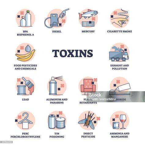 Esquema de las principales fuentes de toxinas en la vida diaria