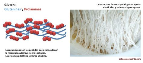 Diagrama de las interacciones del gluten y el agua en la masa de pan