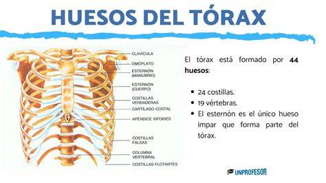 Anatomía del tórax y la caja torácica