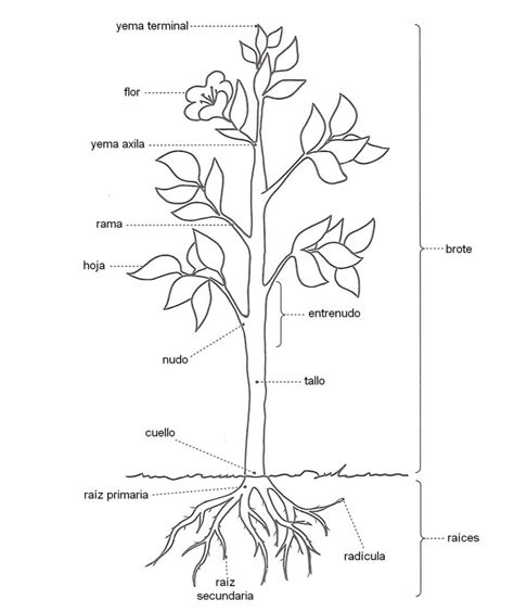 Esquema de las partes de la planta del nabo