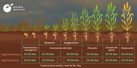 Ciclo de cultivo del nabo desde la siembra hasta la cosecha