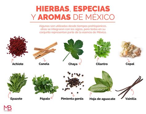 Ilustración de las principales hierbas y especias utilizadas en el Fernet