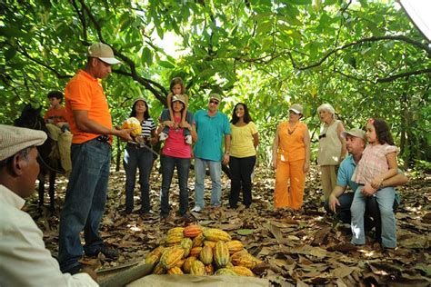 plantación de cacao en República Dominicana