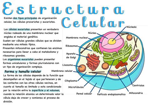 Esquema de la estructura celular de un alimento con espacios intercelulares