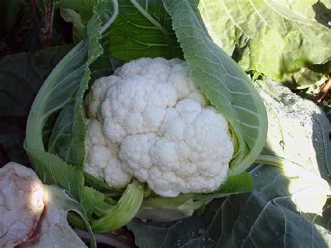 Coliflor antes de procesar