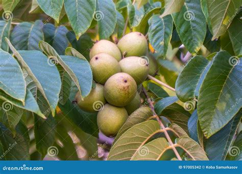 Nueces verdes en un árbol