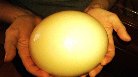 Huevo de avestruz gigante en una sartén