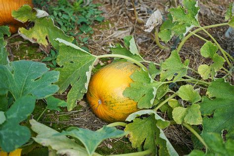 Planta de calabaza creciendo en un huerto