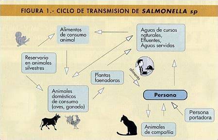 Ciclo de transmisión de Salmonella