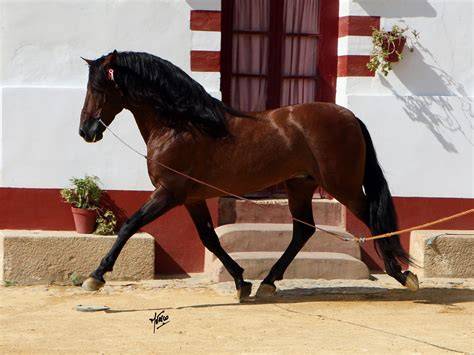 Caballos de Pura Raza Española en el Centro Hípico María de Huerva