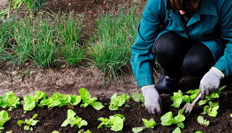 Agricultura ecológica y sus beneficios