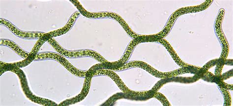 Micrografía de Arthrospira platensis (espirulina)