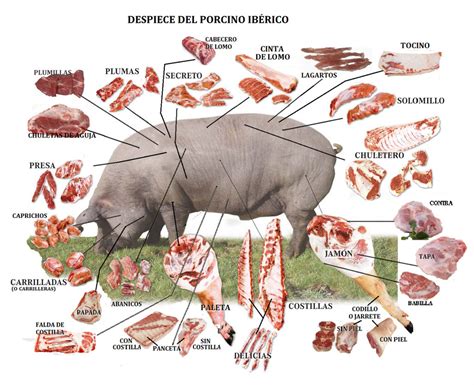 Cortes del cerdo ibérico