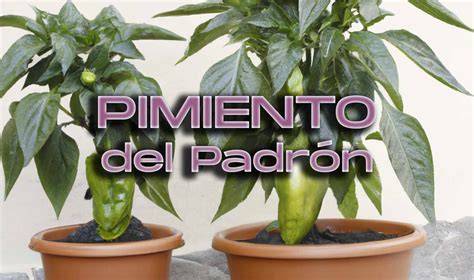Planta de Pimiento de Padrón