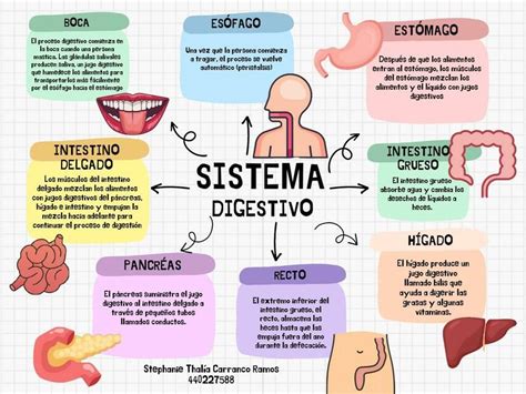 Esquema del sistema digestivo de un bebé con la acción de la fibra