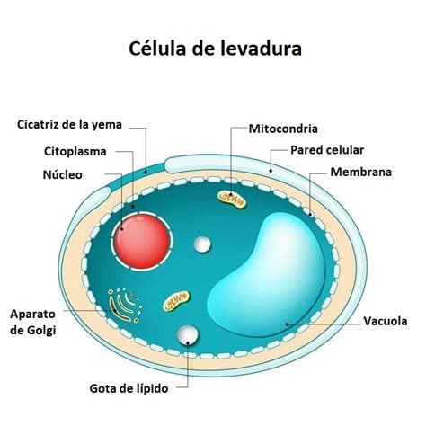 Ilustración de una célula de levadura con sus orgánulos