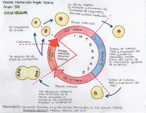 Diagrama del ciclo celular de la levadura