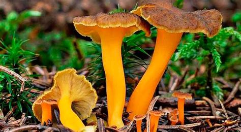 Setas de trompeta amarilla frescas