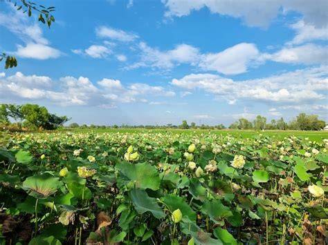 Campo de flores de loto