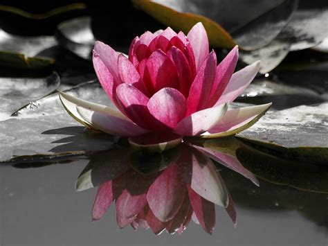 Leyenda de la flor de loto