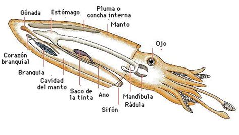 Partes de un calamar limpias: bolsa, pluma y patas