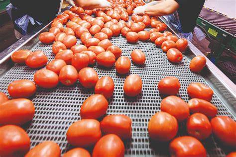 maquinaria industrial para procesado de tomate