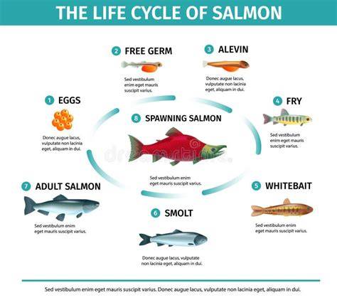 Infografía del ciclo de vida del salmón atlántico