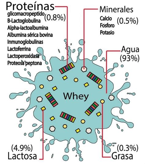 esquema de los componentes de la proteína de suero