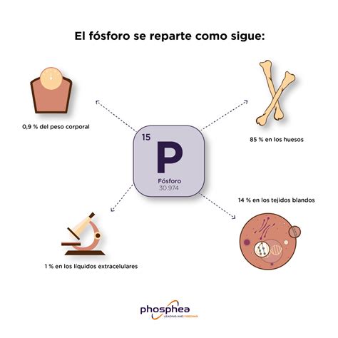 Esquema de la importancia del fósforo en el cuerpo humano