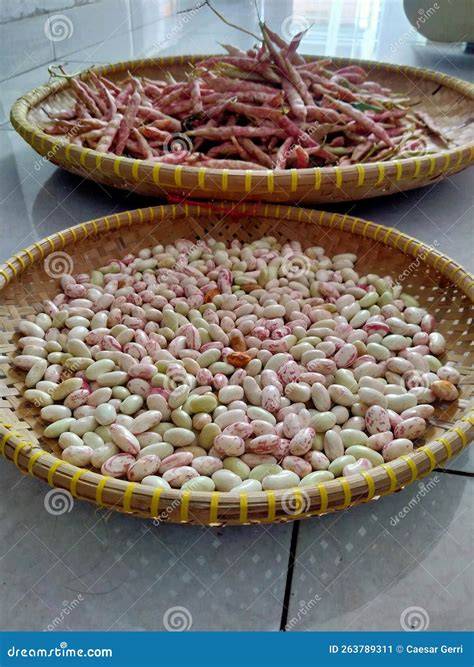 Castañas frescas y brillantes listas para ser procesadas