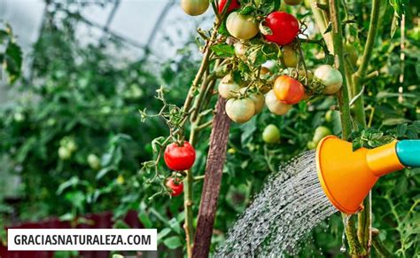 esquema de luz solar y riego para tomates