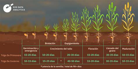 Proceso de cultivo y cosecha de trigo duro