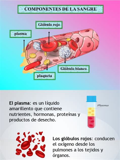 Esquema de componentes principales de la bebida