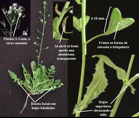 Capsella bursa-pastoris con sus características hojas en roseta basal y frutos acorazonados