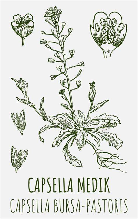 Ilustración antigua de Capsella bursa-pastoris en un herbario