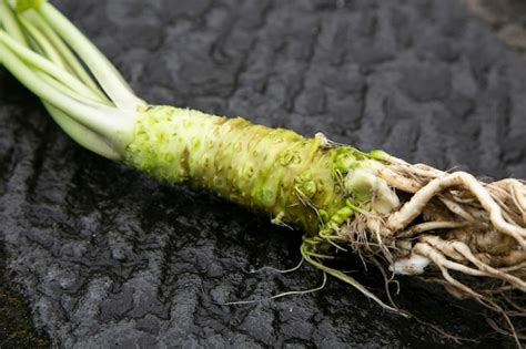 Comparativa visual entre la raíz de wasabi fresca y la pasta comercial