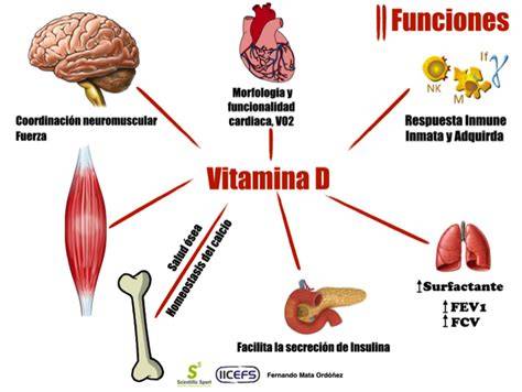 Funciones de la vitamina D en el organismo