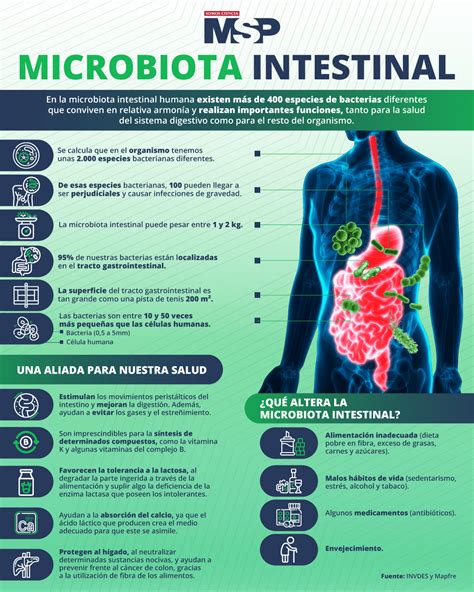 Esquema del sistema digestivo y la microbiota intestinal
