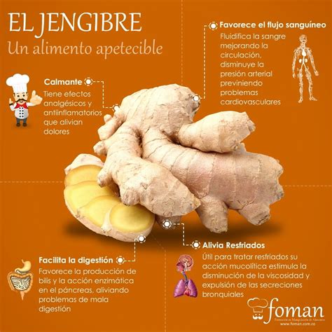 Esquema de las propiedades medicinales del jengibre