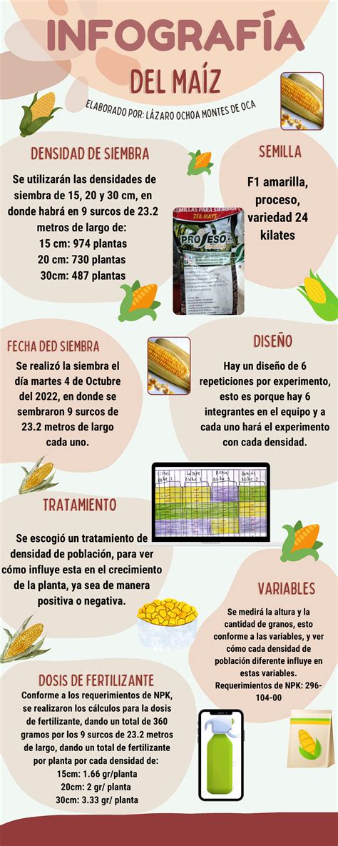 Infografía sobre los beneficios del maíz morado