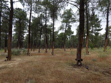 Bosques de pinos alrededor de Coca, Segovia