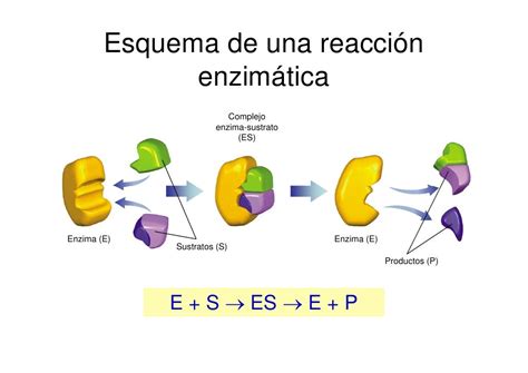 Esquema de las reacciones enzimáticas en la panadería