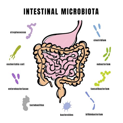 Ilustración de la microbiota intestinal